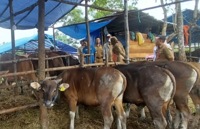 DTPHP Berau Perketat Pengawasan Hewan Kurban