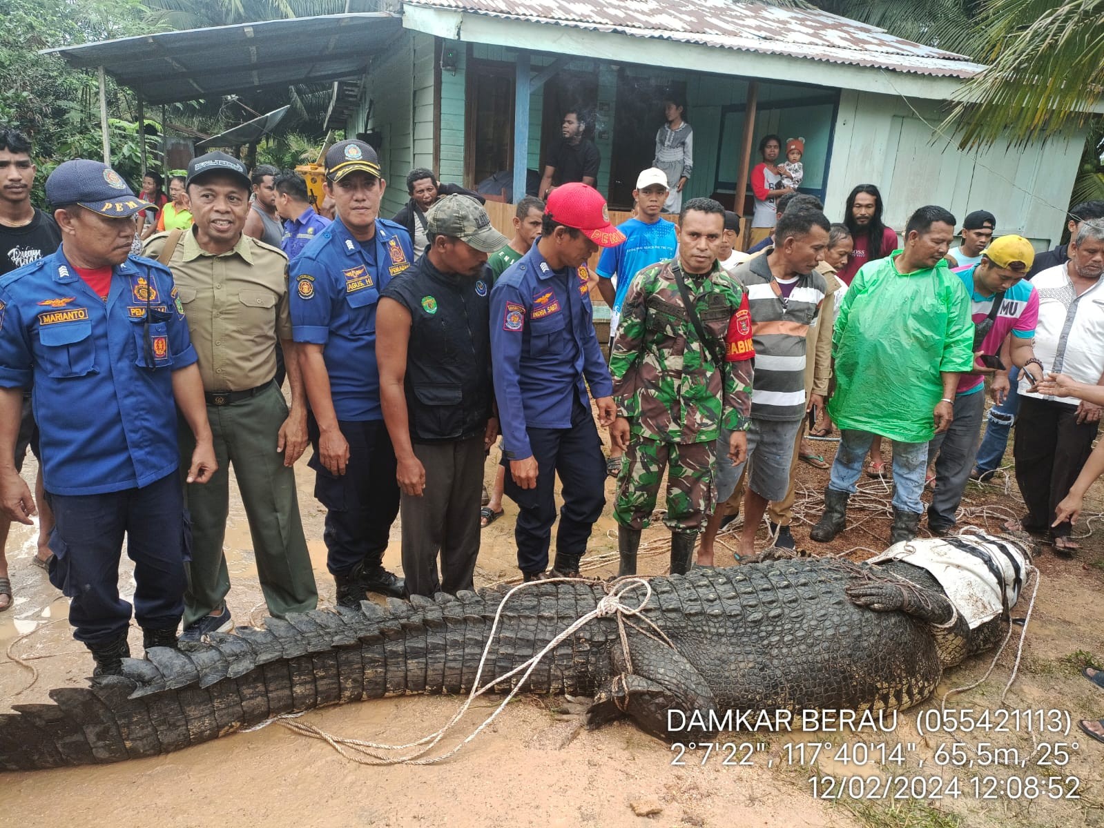 Kemunculan Seekor Buaya Sepanjang 4 Meter di Tengah Permukiman Hebohkan Warga Kampung Sukan, Berau