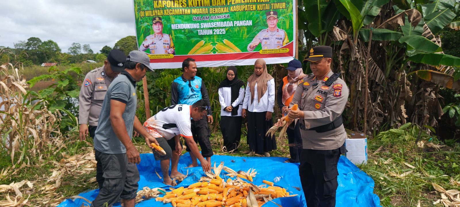 Modal Lahan 1 Hektare, Desa Muara Bengkal Ilir Berhasil Panen 500 Kilogram Jagung