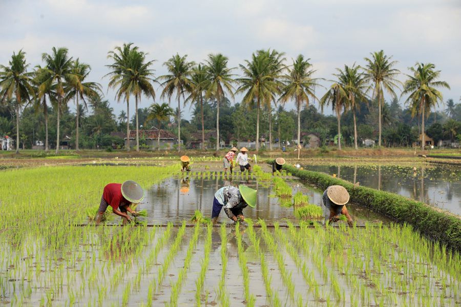 Program Brigade Pangan Tak Hadir di Kaltim, Ini Kata Petani Milenial Kaltim