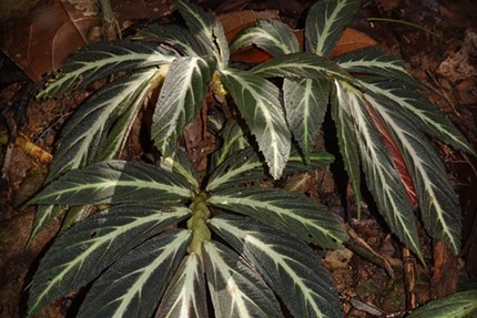 2 Spesies Baru Begonia Ditemukan di Kalimantan, Salah Satunya Punya Daun Seperti Cakar Kucing!