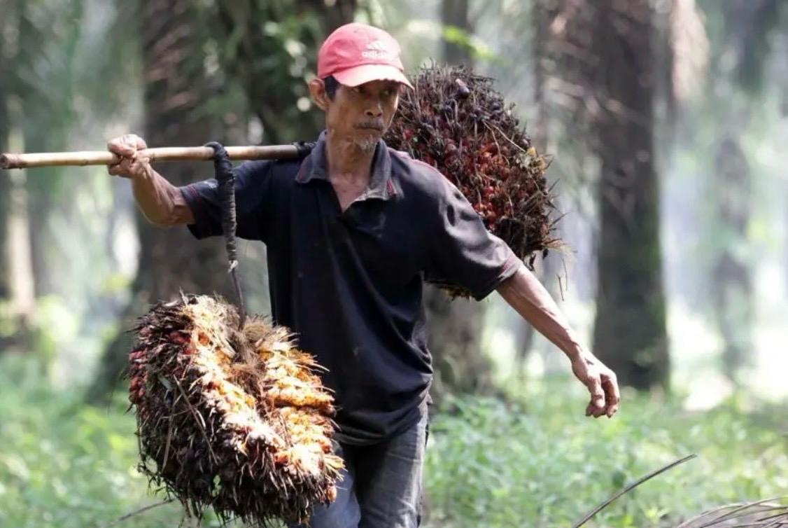 Ribun Warga Kukar Terlibat Perkebunan Sawit, Disbun: Petani Swadaya Kian Menonjol