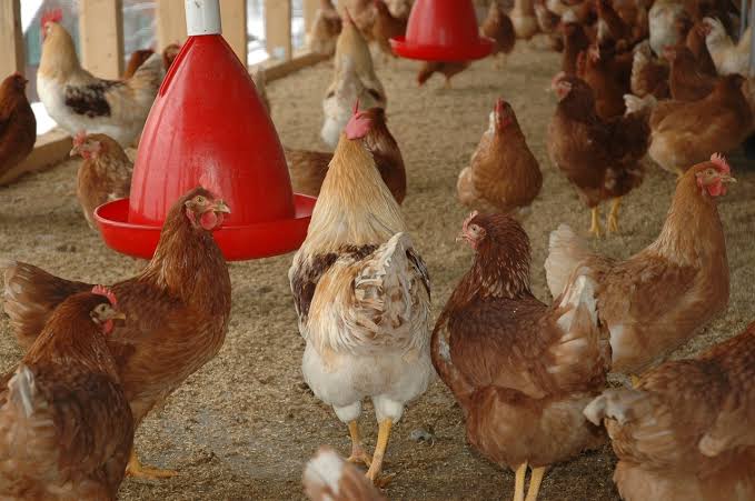 Inovasi Ternak Ayam Petelur Beri Manfaat Besar Bagi Masyarakat