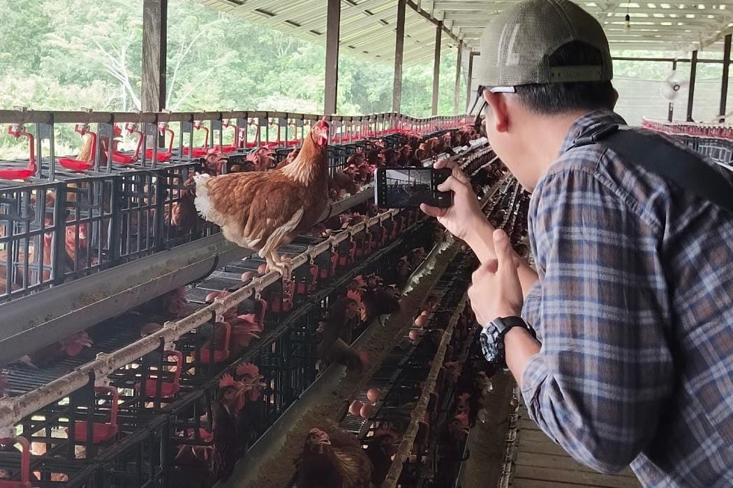 Produksi Telur di Paser Naik, Siap Pasok PPU dan Balikpapan