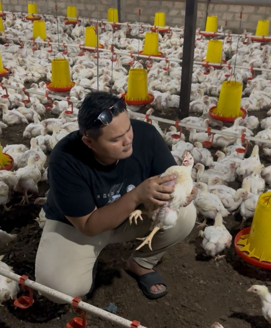 Bagaimana Memulai Usaha Peternakan Ayam? Begini Kisah Andi Saputra Merintis Bisnis 