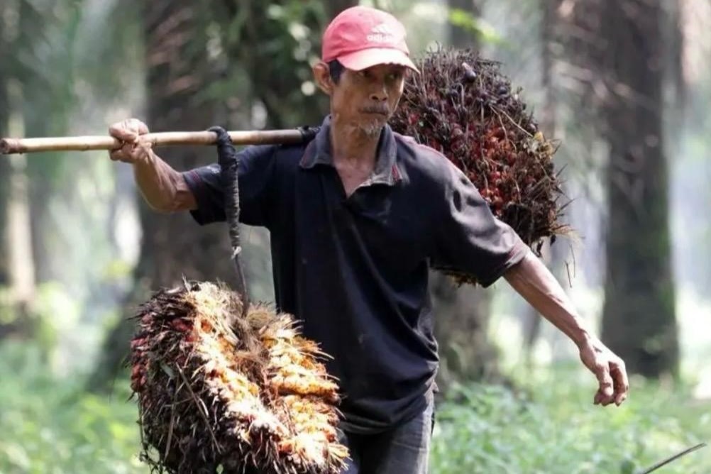 Harga TBS Sawit Kaltim Periode Oktober Turun, Tertinggi Rp3.542 per Kg