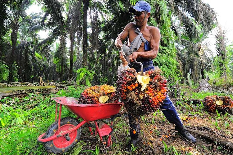 BPS: Jumlah Usaha Tani di Kaltim Menurun 12,31 Persen 