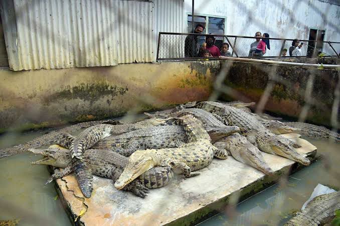 Pemkab Berau Mulai Siapkan Rencana Penangkaran Buaya, Fokus pada Percepatan Izin dan Kajian Lokasi