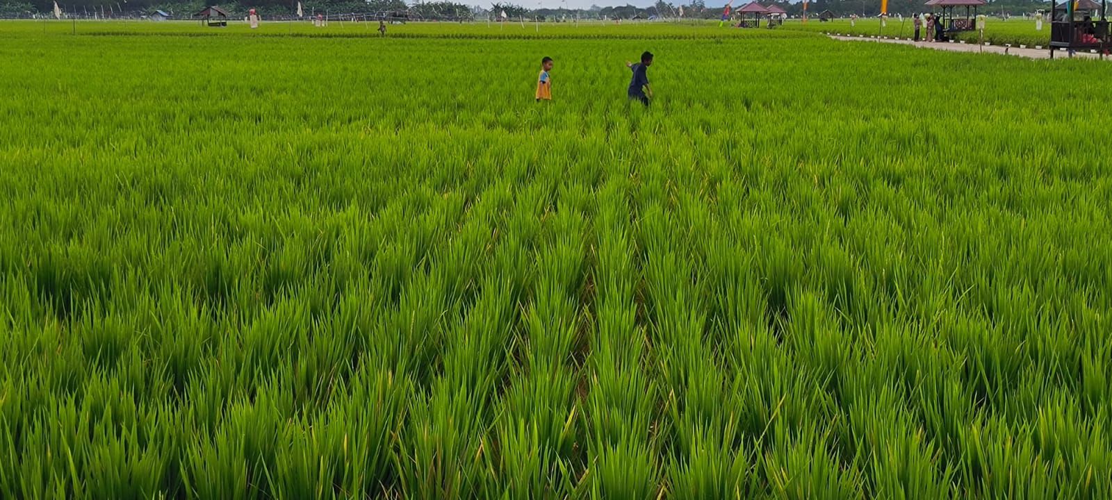 Kejar Target Swasembada Beras Lokal, DTPHP Kutim Maksimalkan Produktivitas Sawah