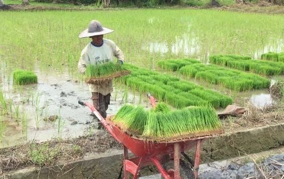 Percepat Swasembada Pangan, Pemkab Kutim Maksimalkan 20.000 Hektare Lahan 
