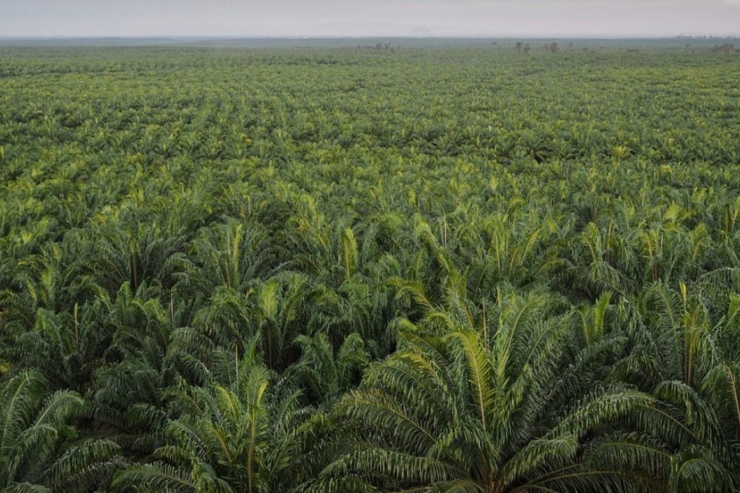 Perusahaan Sawit di Kukar Wajib Penuhi Kebun Plasma, Masyarakat Inginkan Pola Berbasis Lahan