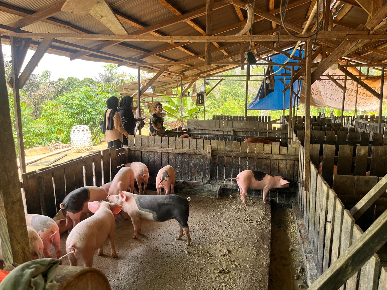 Menjelang Nataru, Harga Bawang, Cabai dan Babi di Kukar Mulai Naik