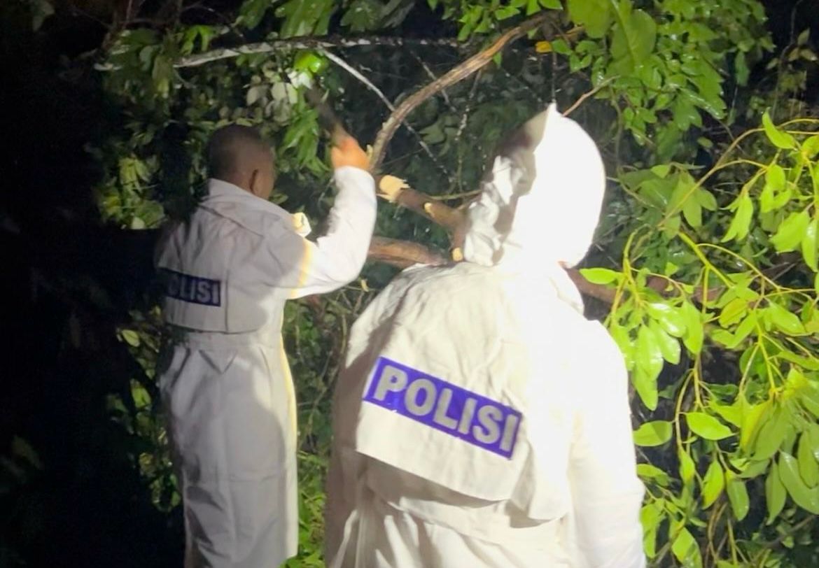 Rawan Pohon Tumbang saat Musim Hujan, Pengguna Jalan di Paser Diimbau Waspada