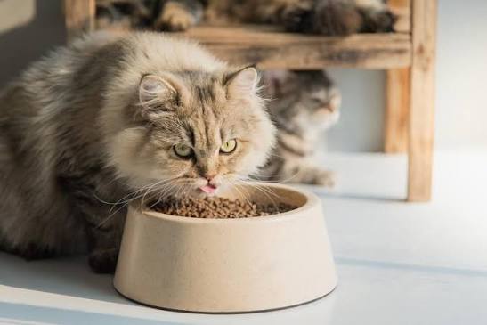  Cat Owner Waspada, Ternyata Semua Makanan Anabul Mengandung Logam Berbahaya
