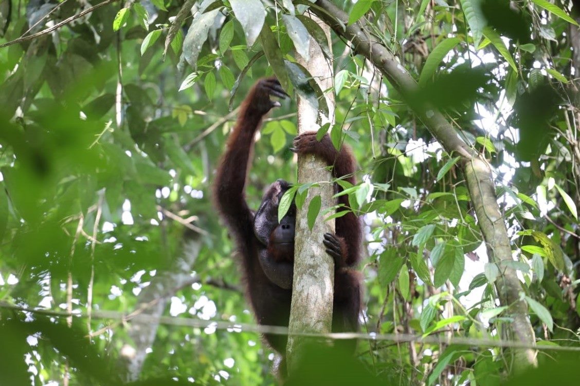 4 Orangutan Sitaan BKSDA Akhirnya Pulang ke Hutan Lindung Gunung Batu Mesangat