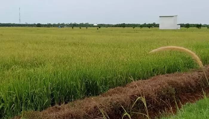 Sekali Panen, Produksi Padi di Paser Bisa Sampai 5 Ton