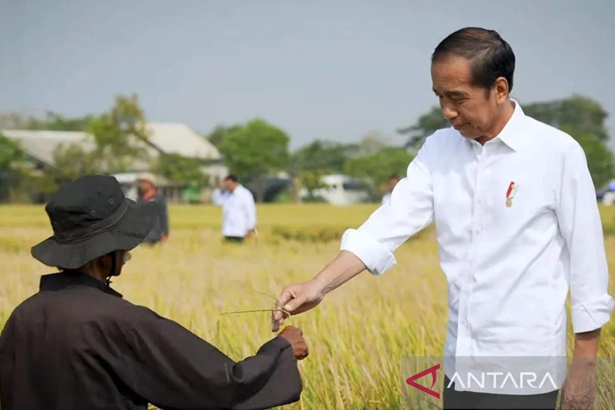 Jokowi Minta Pasar Digerojok agar Harga Beras Turun