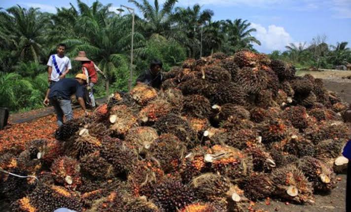 Harga TBS Lagi Naik, Angin Segar Bagi Para Petani Kelapa Sawit