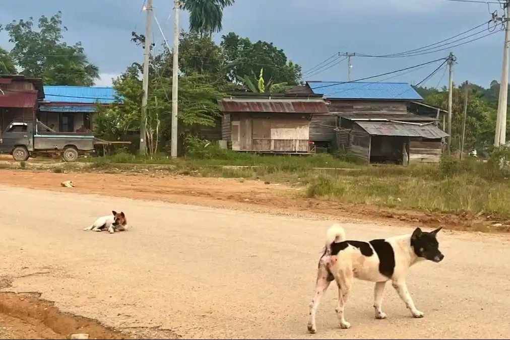 DPRD Mahulu Dukung Upaya Penertiban Hewan Peliharaan Berkeliaran