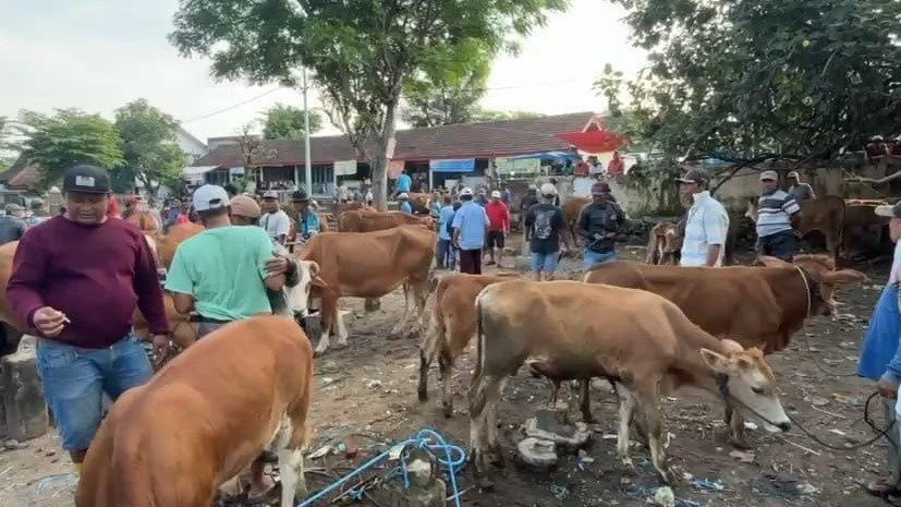 Indonesia Surplus Ternak: Stok 3,2 Juta Ekor, Kebutuhan 2,4 Juta 