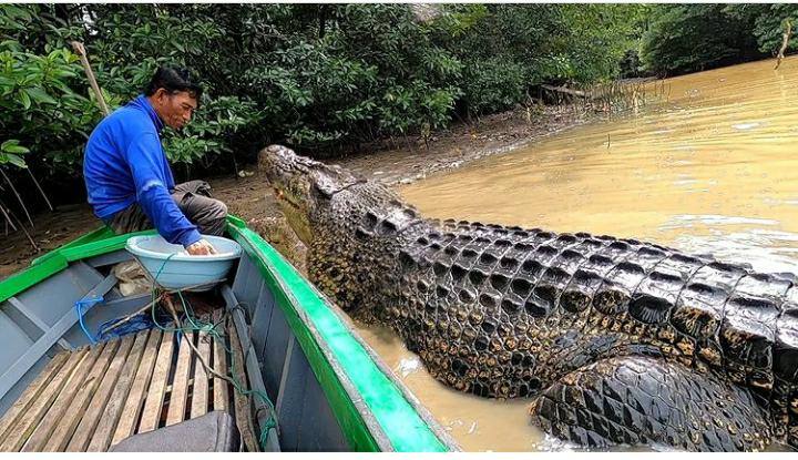 Akmal Janji Cari Solusi untuk Habitat Buaya Riska