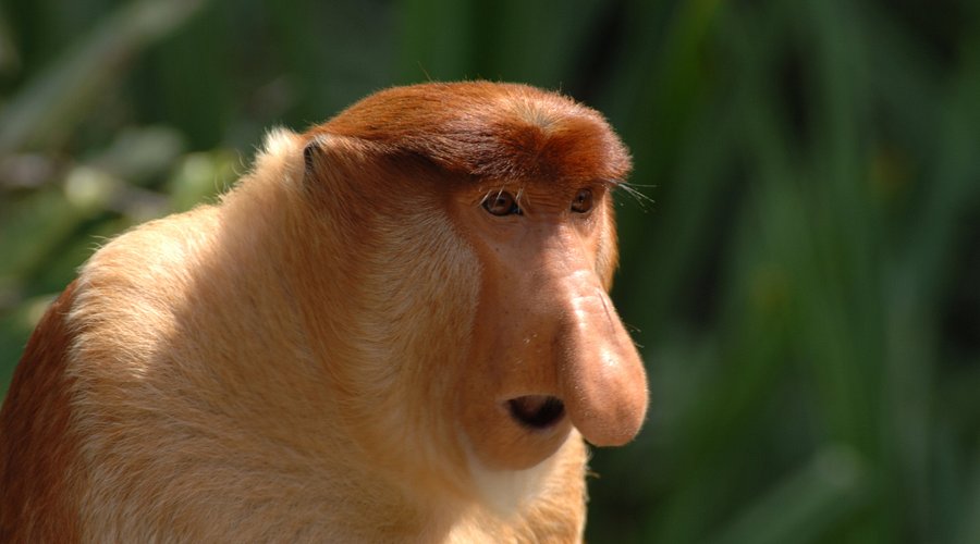 Hadirkan Ekowisata di Bidukbiduk, Jaga Mangrove hingga Habitat Penyu Sekaligus Kembangkan Potensi Daerah