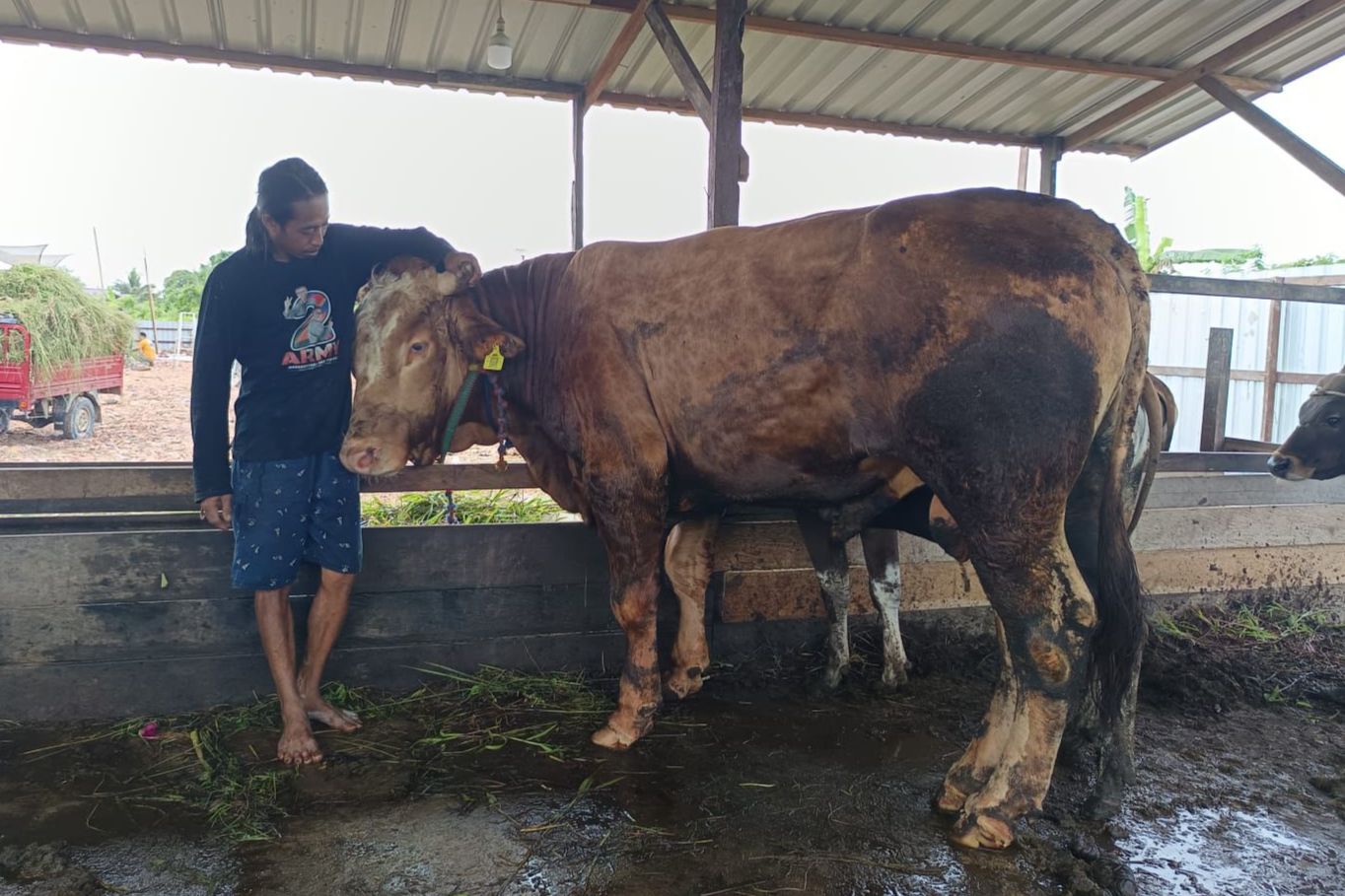 Rembo, Sapi Kurban Presiden Prabowo yang Dibeli dari Peternak Lokal Jalani Pemeriksaan Ketat