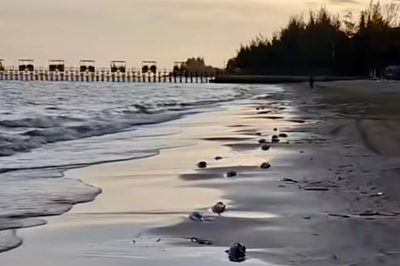 Bangkai Ikan Berserakan di Tepi Pantai Manggar, DKP3 Balikpapan Bantah Dugaan Pencemaran