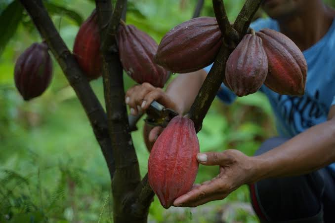 Bupati: Kakao Berau Jadi Rebutan Pasar Luar Negeri 