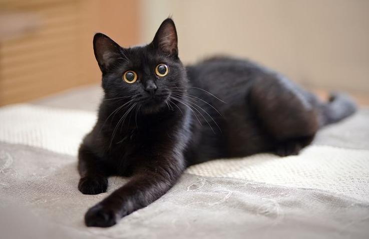 Mitos Kucing Hitam Terungkap, Benarkah Pembawa Sial atau Justru Pembawa Rezeki?