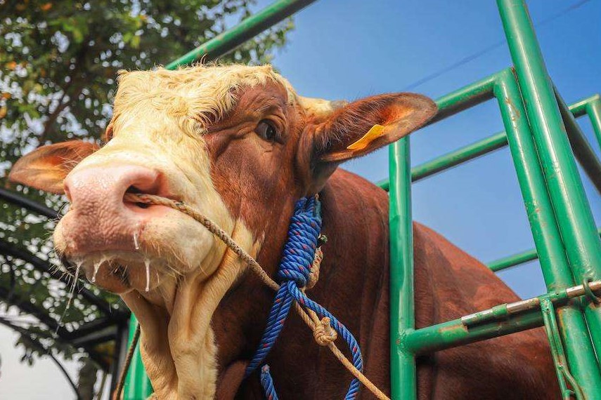 Sapi Limousin: Pilihan Utama Pejabat untuk Kurban Idul Adha, Ini Sejarah dan Keunggulannya