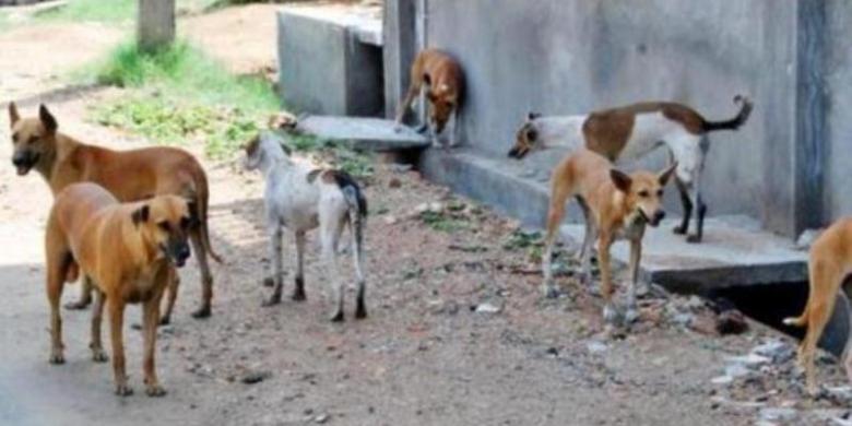 Disetujui Banyak Pihak, Hewan Peliharaan yang Berkeliaran di Mahulu akan Segera Ditertibkan 