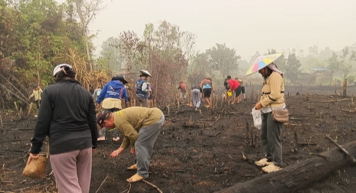 Dampak Musim Kemarau, Hasil Padi Gunung di Mahulu Diprediksi Turun Drastis 