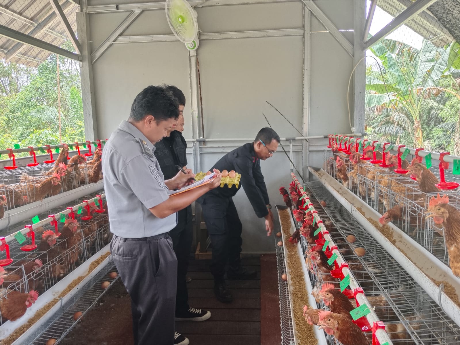 Ternak Ayam Milik Rutan Tanah Grogot Mampu Hasilkan Ratusan Butir Telur per Hari