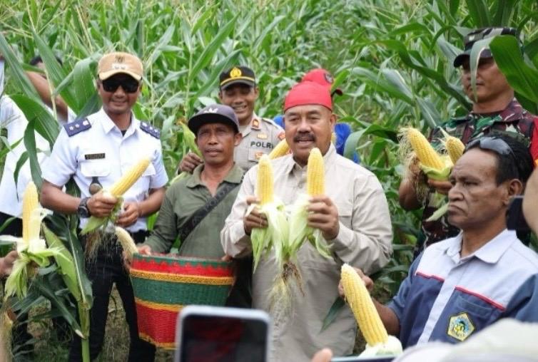 Poktan Tri Rukun Kelurahan Maluhu Panen Jagung dan Ikan