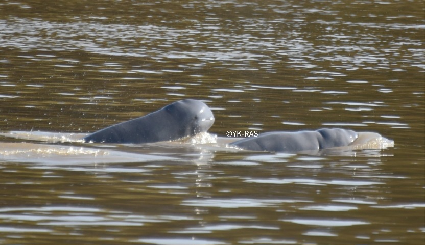 Tidak Bisa Sendirian Selamatkan Pesut Mahakam, KLHK Minta Semua Pihak Bantu Bertindak