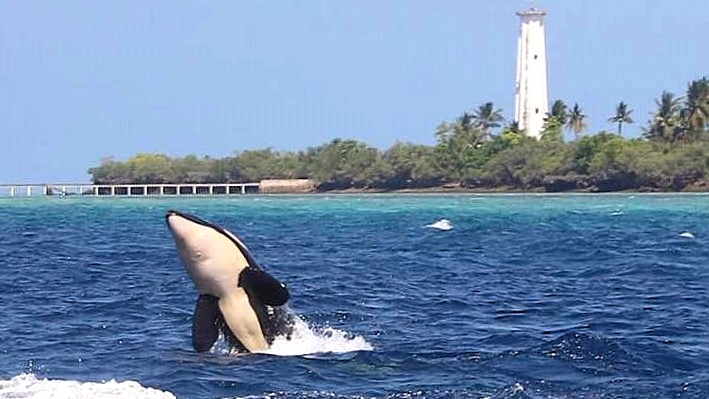 Paus Orca Muncul di Maratua, Disbudpar Optimistis Dongkrak Promosi Wisata Berau