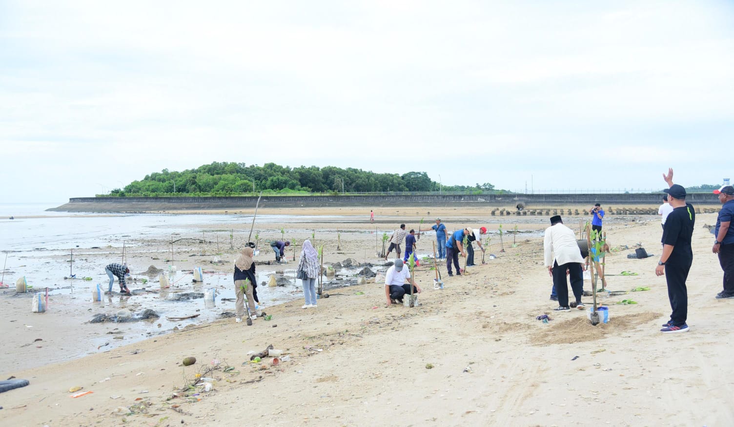 Ribuan Bibit Mangrove Ditanam di Pantai Seraya Balikpapan sebagai Benteng Abrasi