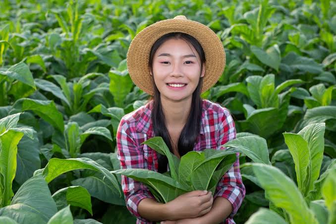 Petani Muda akan Digaji 10 Juta Perbulan, Berikut Langkah untuk Mendaftar