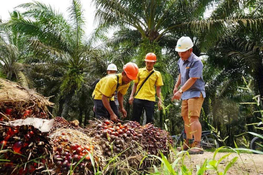 Disbun Kaltim Buka Ruang Pengaduan Pembelian TBS Murah  