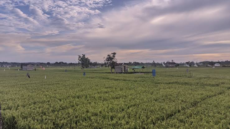 Pentingnya Optimalisasi Peran Penyuluh Pertanian