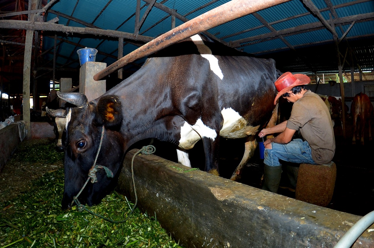 Dapat Fasilitas Pembiayaan BRI, Klaster Susu di Ponorogo Berhasil Tingkatkan Kapasitas Produksi