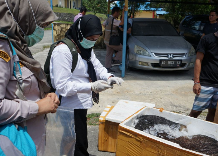 Polda Kaltim Gagalkan Penyelundupan Ratusan Kilogram Daging Babi Ilegal, Kini Telah Dimusnahkan