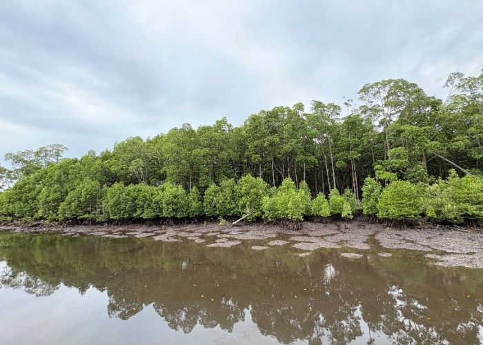 Bupati Kutim: Wisata Pantai Teluk Lingga Tak Boleh Korbankan Hutan Mangrove 