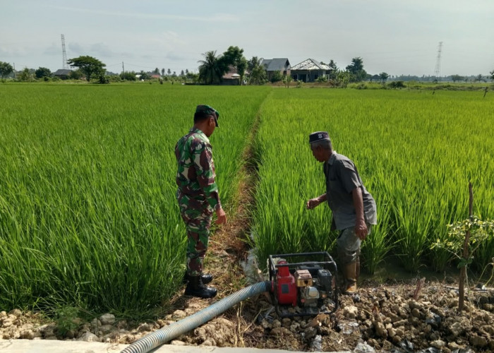Air Sawah Kaltim Menyusut, 2.000 Hektare Lahan Terancam Gagal Panen 