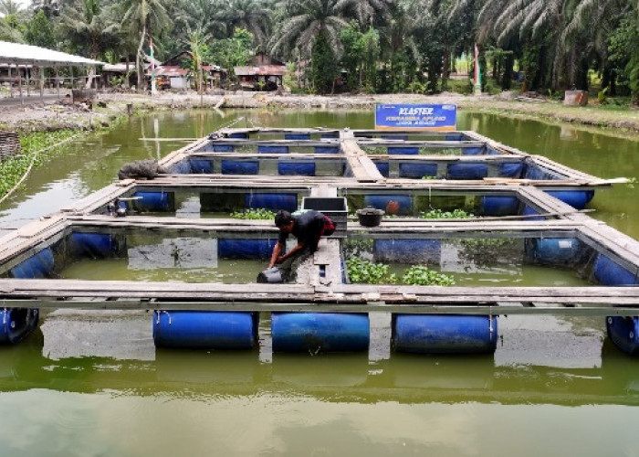 Terus Bergeliat, Pemberdayaan BRI Angkat Perekonomian Desa Empang Baru 