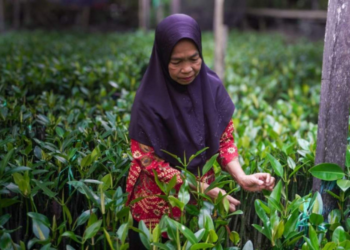 Rada dan Nafas Kehidupan dari Hutan Mangrove Telok Bangko