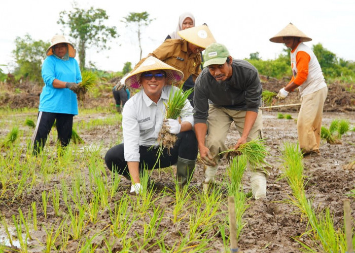 Berau Coal Perkuat Ketahanan Pangan Lewat Aksi Penanaman Padi di Kampung Tasuk