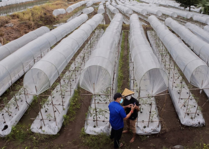 BRI Salurkan KUR Rp65,95 Triliun, Jangkau 558 Ribu Petani dan 23 Ribu Nelayan per April 2026
