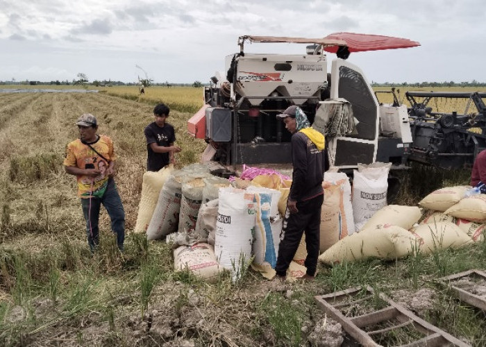 Bulog Paser Serap 13.000 Ton Gabah Petani hingga Akhir 2025, Sayang Petani Masih Banyak Jual ke Tengkulak